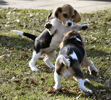 Spiel der Welpen in Bielefeld
